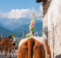 fileadmin/roha/images_galerie/brauchtum/Almabtrieb/Almabtrieb-Wasserfallalm/BR-ALMAB-BGD-OB-SLUZ-00140-D-roha-Almabtrieb-Berchtesgaden-Wasserfallalm-Obersulzberglehen-Fuikl.png