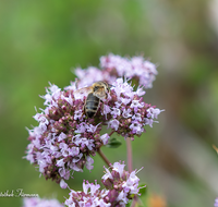 fileadmin/roha/images_galerie/Baum-natur-garten/Gemuese-Garten-Kraeuter-neu/GAR-KRAEUT-ORIG-0002-D-roha-Garten-Kraeuter-Origano-Origanum-Biene-Apis-mellifera.png