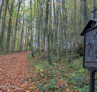 fileadmin/roha/images_galerie/kirche_religion/Ainring-Kreuzweg/KKKM-AINR-KR-06-0030-D-roha-Kreuzweg-Ainring-Ulrichshoegl-Wald-Weg-Buchen-Herbst.png