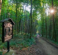 fileadmin/roha/images_galerie/kirche_religion/Ainring-Kreuzweg/KKKM-AINR-KR-06-0031-0-D-roha-Kreuzweg-Ainring-Ulrichshoegl-Wald-Weg-Sonne.png