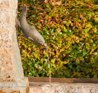 fileadmin/roha/images_galerie/orte_landschaft/Saaldorf/LANDA-KUNST-0003-1-D-roha-Landart-Kunst-Bronze-Skulptur-Brunnen-Fisch-Saaldorf-Schnalzerbrunnen.png