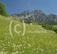 fileadmin/roha/images_galerie/orte_landschaft/Lofer-Kirchental-Wildenthal-Unken/LOFER-WILDENT-0001-01-D-roha-Lofer-Wildental-Landwirtschaft-Blumenwiese.jpg