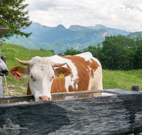 fileadmin/roha/images_galerie/Tiere/Kuh-Schaf-Pferd-Ziege/SCHLECH-OBER-BRU-ALM-KU-0001-1354-1-D-roha-Schleching-Oberauer-Brunst-Alm-Kuehe-Brunnen.png