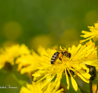 fileadmin/roha/images_galerie/Tiere/TIE-BIEN-0019-D-roha-Tiere-Insekten-Honig-Biene-Apis-mellifera-Pollen-Habichtskraut.png