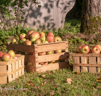 fileadmin/roha/images_galerie/Baum-natur-garten/Baeume/BAUM-APFEL-OBST-0029-D-roha-Baum-Obst-Apfelbaum-Apfel-Ernte-Obstkiste.png