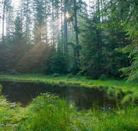 fileadmin/roha/images_galerie/Baum-natur-garten/Baeume/BAUM-WALD-SON-0011-D-roha-Baum-Wald-Wasser-Sonne-Anger.png