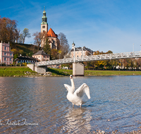 fileadmin/roha/images_galerie/orte_landschaft/Salzburg/Muelln/SA-ALTST-MUELLN-0010-D-roha-Salzburg-Altstadt-Muelln-Salzach-Schwan-Bruecke.png