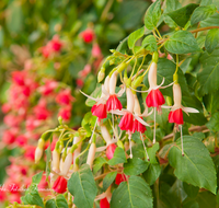 fileadmin/roha/images_galerie/Baum-natur-garten/Haus-Blumenschmuck-Deko/BL-HAUSG-FUCHS-0010-D-roha-Blumen-Hausgarten-Fuchsien-Fuchsien-Fuchsia-Blumenschmuck.png