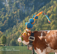 fileadmin/roha/images_galerie/brauchtum/Almabtrieb/Almabtrieb-Koenigssee/BR-ALMAB-BGD-2015-1113-01-D-roha-Brauchtum-Almabtrieb-Koenigssee-Salet-Schoenau-Fuikl.png