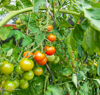 fileadmin/roha/images_galerie/Baum-natur-garten/Gemuese-Garten-Kraeuter-neu/GAR-GEM-TOM-0016-D-roha-Garten-Gemuese-Tomaten.png