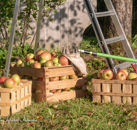 fileadmin/roha/images_galerie/Baum-natur-garten/Baeume/BAUM-APFEL-OBST-0032-D-roha-Baum-Obst-Apfelbaum-Apfel-Ernte-Obstkiste-Leiter.png