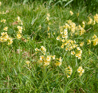 fileadmin/roha/images_galerie/Baum-natur-garten/Natur-Wildblumen-Landschaft/BL-SCHLUESS-0014-D-roha-Blumen-Schluesselblume-gelb-Fruehling-Primula-veris-Blumenwiese.png