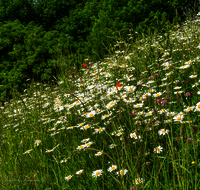 fileadmin/roha/images_galerie/Baum-natur-garten/Natur-Wildblumen-Landschaft/BL-WIESE-SAAL-LEU-0005-D-roha-Blumenwiese-Margerite-Leustetten.png