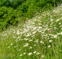 fileadmin/roha/images_galerie/Baum-natur-garten/Natur-Wildblumen-Landschaft/BL-WIESE-SAAL-LEU-0005-D-roha-Blumenwiese-Margerite-Leustetten.png