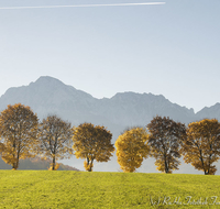 fileadmin/roha/images_galerie/Hintergrund-Download/1024x800/LANDS-ANG-STEINH-0015-D-roha-Landschaft-Anger-Steinhoegl-Hochstaufen-Zwiesel-Herbst-Allee-Baum.jpg