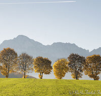 fileadmin/roha/images_galerie/Hintergrund-Download/1024x800/LANDS-ANG-STEINH-0015-D-roha-Landschaft-Anger-Steinhoegl-Hochstaufen-Zwiesel-Herbst-Allee-Baum.jpg