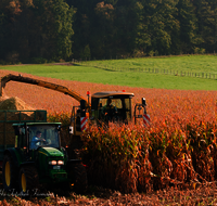 fileadmin/roha/images_galerie/Landwirtschaft/LANDW-MASCH-MAIS-0030-D-roha-Landwirtschaft-Mais-haeckseln-Ernte.png