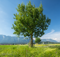 fileadmin/roha/images_galerie/orte_landschaft/Salzburg/Gaisberg-Flughafen-Wals/SA-WALS-BIRN-0005-D-roha-Salzburg-Wals-Birnbaum.png