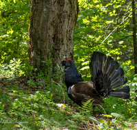 fileadmin/roha/images_galerie/Tiere/TIE-AUERHAHN-0004-D-roha-Tiere-Vogel-Auerhahn-Tetrao-urogallus.png