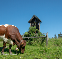 fileadmin/roha/images_galerie/Tiere/Kuh-Schaf-Pferd-Ziege/TIE-KUEHE-BUECHS-0001-D-roha-Tiere-Kuehe-Jenner-Koenigsbachalm-Buechsenalm-Gipfelkreuz.png