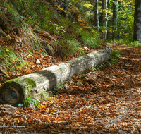 fileadmin/roha/images_galerie/wege/WEGE-SCHNEIZ-SOLEL-0004-D-roha-Wege-Soleleitung-Schneizlreuth-Weissbach-Herbst-Wald.png