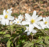 fileadmin/roha/images_galerie/Baum-natur-garten/Natur-Wildblumen-Landschaft/BL-BUSCHW-0010-D-roha-Blumen-Buschwindroeschen-Anemone-nemorosa-weiss.png