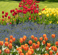 fileadmin/roha/images_galerie/Baum-natur-garten/Blumengarten-Blumen/BL-HAUSG-TULP-0026-D-roha-Hausgarten-Blumen-Tulpen-Tulipa-Fruehling-Kurgarten.png