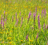 fileadmin/roha/images_galerie/Baum-natur-garten/Natur-Wildblumen-Landschaft/BL-WIESE-LOEDS-0003-D-roha-Blumenwiese-Blutweiderich-Loedensee-Ruhpolding.png