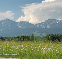 fileadmin/roha/images_galerie/orte_landschaft/Teisendorf/IN-LANDS-Teisendorf/LANDS-TEIS-ARN-0004-D-roha-Landschaft-Teisendorf-Arnolding-Hochstaufen-Zwiesel-Blumenwiese.png