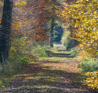 fileadmin/roha/images_galerie/wege/LAUF-OSI-WA-0001-1200-01-D-roha-Laufen-Osinger-Wald-Lehrpfad-Weg.png