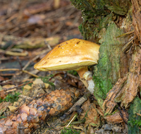 fileadmin/roha/images_galerie/Baum-natur-garten/Natur-Wildblumen-Landschaft/Natur-Pilze/NATUR-PILZ-0009-04-D-roha-Natur-Wald-Boden-Pilz-Schwammerl-Goldroehrling.png