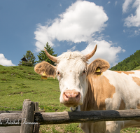 fileadmin/roha/images_galerie/Tiere/Kuh-Schaf-Pferd-Ziege/SCHLECH-OBER-BRU-ALM-KU-0015-D-roha-Schleching-Oberauer-Brunst-Alm-Kuh.png