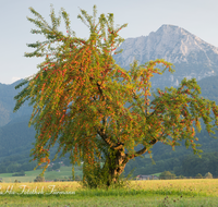 fileadmin/roha/images_galerie/orte_landschaft/Anger/Anger/BAUM-OBST-0002-D-roha-Baum-Obst-Frucht-Hochstaufen-Anger-Aufham.png