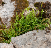 fileadmin/roha/images_galerie/Baum-natur-garten/Natur-Wildblumen-Landschaft/BL-BERG-FARN-0001-D-roha-Blumen-Gebirge-Farn-Fels-Hochalm.png