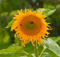 fileadmin/roha/images_galerie/Baum-natur-garten/Blumengarten-Blumen/BL-HAUSG-SONNEBL-0011-D-roha-Blumen-Haus-Garten-Sonnenblume.png