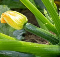 fileadmin/roha/images_galerie/Baum-natur-garten/Gemuese-Garten-Kraeuter-neu/GAR-GEM-0032-01-D-roha-Garten-Gemuese-Zucchini-Bluete.png