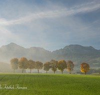 fileadmin/roha/images_galerie/orte_landschaft/Anger/Anger/Anger-Stimmung/LANDS-ANG-STEINH-0017-D-roha-Landschaft-Anger-Steinhoegl-Hochstaufen-Zwiesel-Herbst-Allee-Baum-Herbst.png