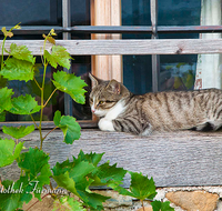 fileadmin/roha/Interessantes-in-Kurzform/TIE-KATZ-0001-D-roha-Tiere-Katze-Fenster-Wein-Staude.png