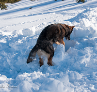 fileadmin/roha/images_galerie/Bergwacht/BERGW-UEB-PRED-2020-1300-01-D-roha-Bergwacht-Uebung-Predigtstuhl-Hund-Winter.png