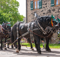 fileadmin/roha/images_galerie/brauchtum/Leonhardiritt/Holzhausen_01/Holzhausen-Ritt-2019/BR-PFRI-HOLZ-2019-1100-01-D-roha-Brauchtum-Pferdeumritt-Leonhardiritt-Holzhausen-Teisendorf.png