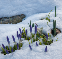 fileadmin/roha/images_galerie/Baum-natur-garten/Blumengarten-Blumen/BL-KROK-0005-0-1-D-roha-Blumen-Krokus-Schnee-Fruehling-lila-crocus.png