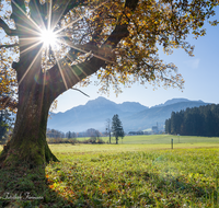 fileadmin/roha/images_galerie/orte_landschaft/Anger/Anger/Anger-Stimmung/AN-LANDS-0001-101-D-roha-Anger-Landschaft-Eiche-Herbst-Steinhoegl-Sonne.png