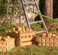 fileadmin/roha/images_galerie/Baum-natur-garten/Baeume/BAUM-APFEL-OBST-0031-D-roha-Baum-Obst-Apfelbaum-Apfel-Ernte-Obstkiste-Leiter.png