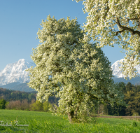 fileadmin/roha/images_galerie/Baum-natur-garten/Baeume/BAUM-BIRN-0024-04-D-roha-Baum-Birne-Obst-bluehen-Fruehling-Hochstaufen-Teisendorf.png