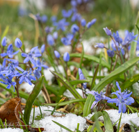 fileadmin/roha/images_galerie/Baum-natur-garten/Natur-Wildblumen-Landschaft/BL-BLAUST-0014-D-roha-Blumen-Blaustern-Josefsbluemchen-Scilla-bifolia-Fruehling-Schnee.png