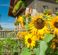 fileadmin/roha/images_galerie/Baum-natur-garten/Haus-Blumenschmuck-Deko/LANDA-BLUMENSCHM-0039-D-roha-Landart-Blumenschmuck-Bauernhaus-Sonnenblume-Zaun.png