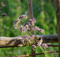 fileadmin/roha/images_galerie/Zaun-Bank/LANDA-ZAUN-SCHWEM-HO-0002-D-roha-Landart-Zaun-Schwemmholz-Oregano-Kraeuter-Blumen.png