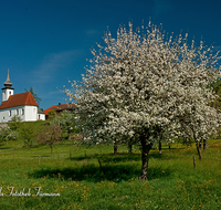 fileadmin/roha/images_galerie/orte_landschaft/Saaldorf/SAAL-SILL-0002-D-roha-Saaldorf-Sillersdorf-Kirche-St-Georg-Obst-Baum-Bluete.png