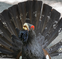 fileadmin/roha/images_galerie/Tiere/TIE-AUERHAHN-0009-D-roha-Tiere-Vogel-Auerhahn-Tetrao-urogallus.png