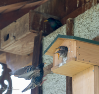 fileadmin/roha/images_galerie/Tiere/Vogel/TIE-VOEG-STAR-0011-22-D-roha-Tiere-Vogel-Star-Sturnus-vulgaris-Junges.png